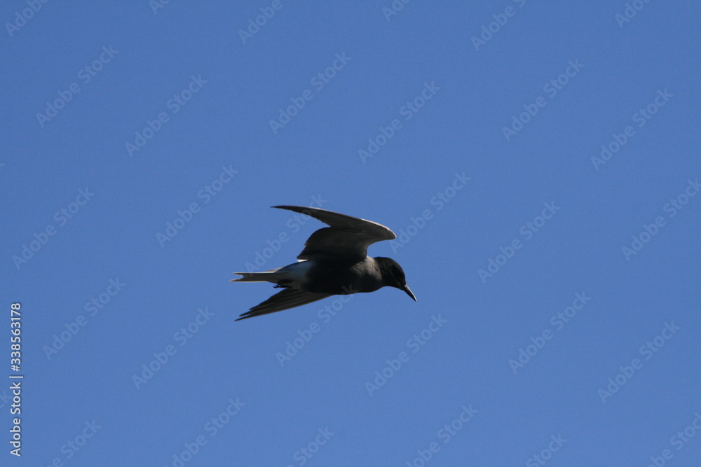 Obraz premium Black tern (Chlidonias niger) flying 