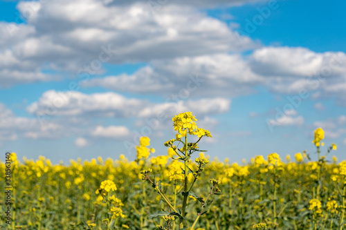 Vibrant bright colored fields of yellow rapeseed flowers © Anders93