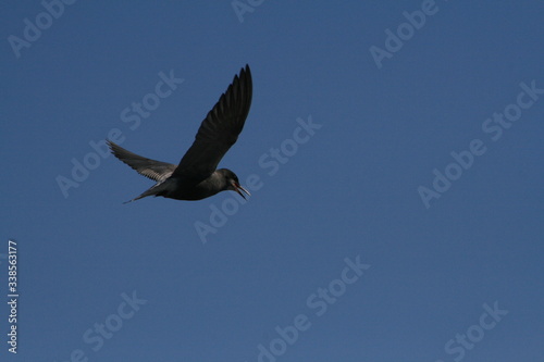 Black tern (Chlidonias niger) flying 