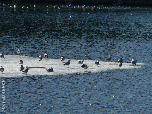 Flock of sterns flying and resting in Belarus