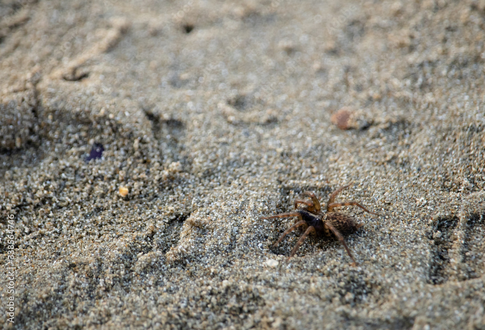 Small brown spider walking on a sandy european beach