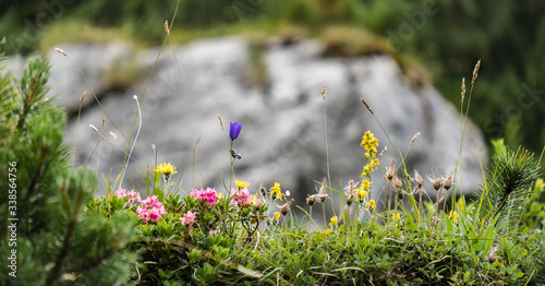 Alpenblumen