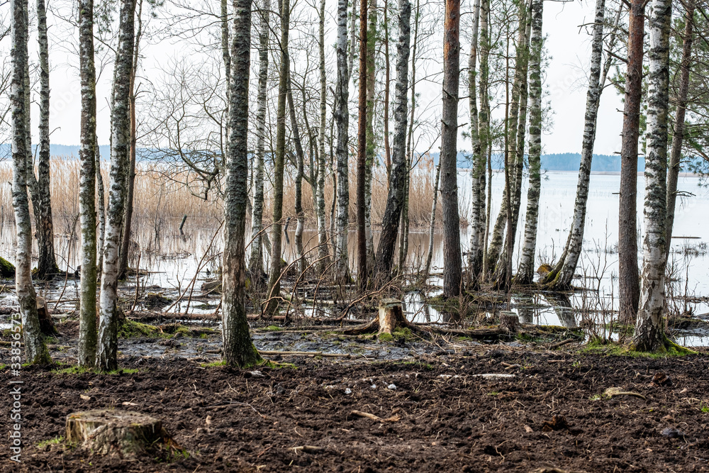 swampy forest with a lake in the background swampy forest with a lake in the background
