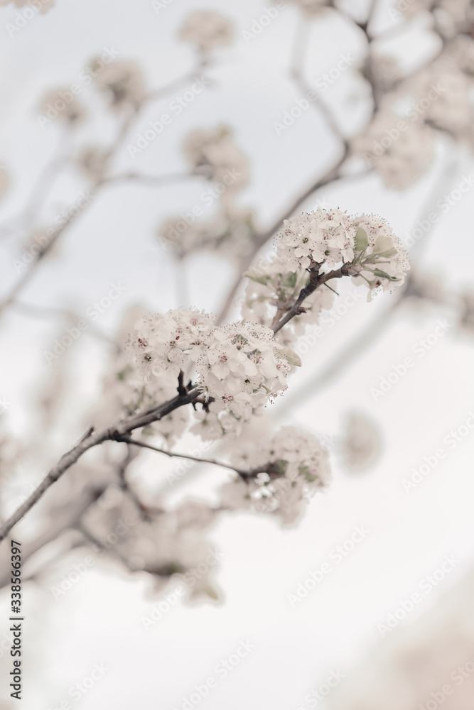 Blooming cherry sakura trees pink and white. Cherry blossoms. Denver city views during Spring time. Spring season. Beautiful bloom trees in park. Historical views. Pink and white petals on cherry tree