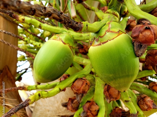 pequeno coco no coqueiro