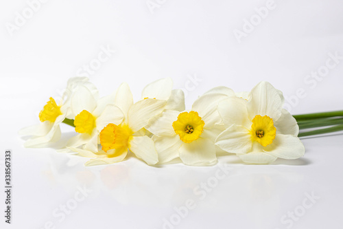 Yellow narcissus isolated on white background. Spring flowers close-up, copy space