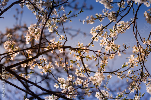 The branches of a blossoming tree. Cherry tree in white flowers. Blurring background. Evening