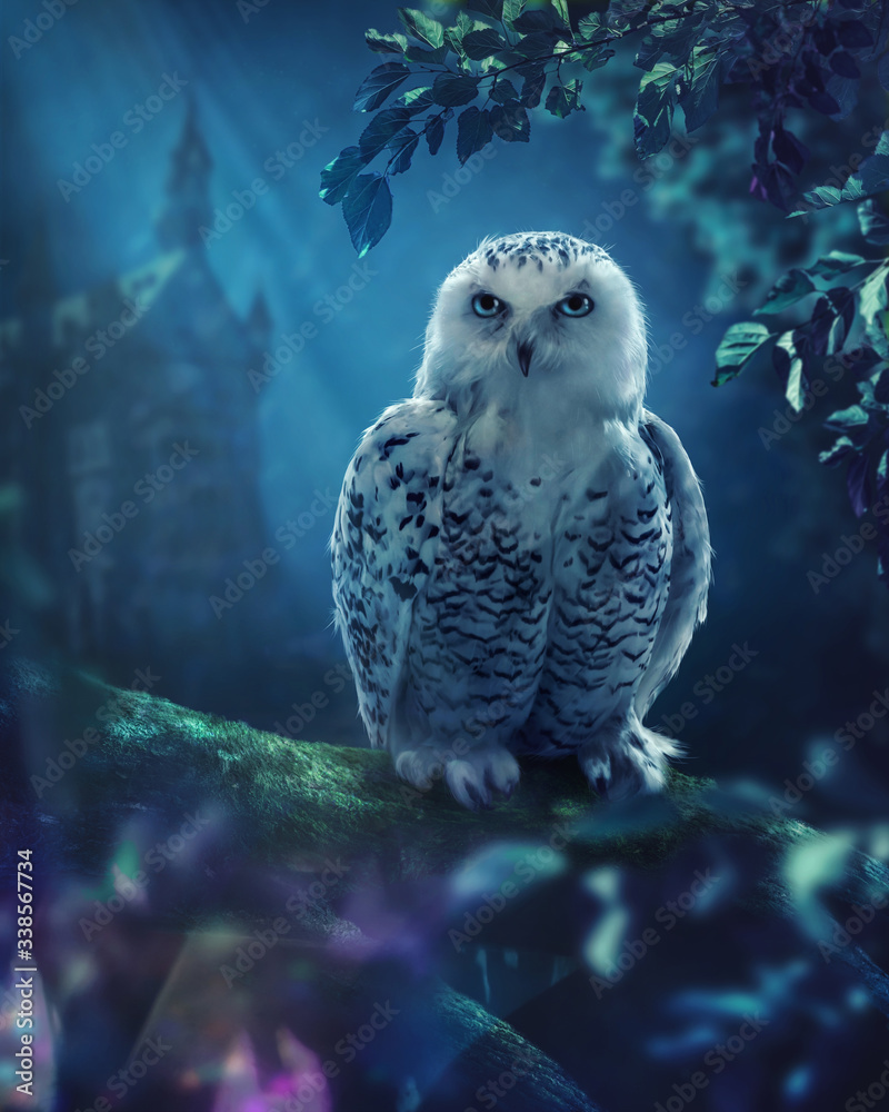 Fototapeta premium Biała sowa