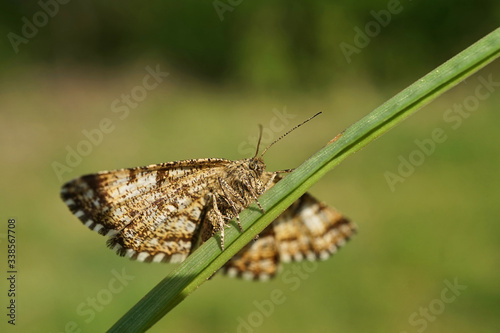 Nahansicht eines weiblichen Heidespanners photo