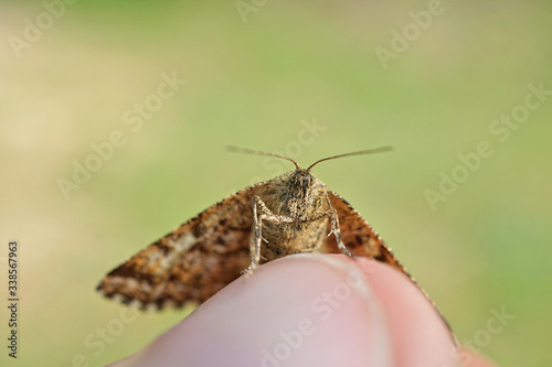 Nahansicht eines weiblichen Heidespanners photo