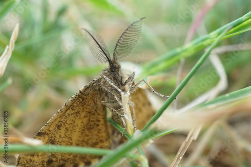 Nahansicht eines männlichen Heidespanners photo