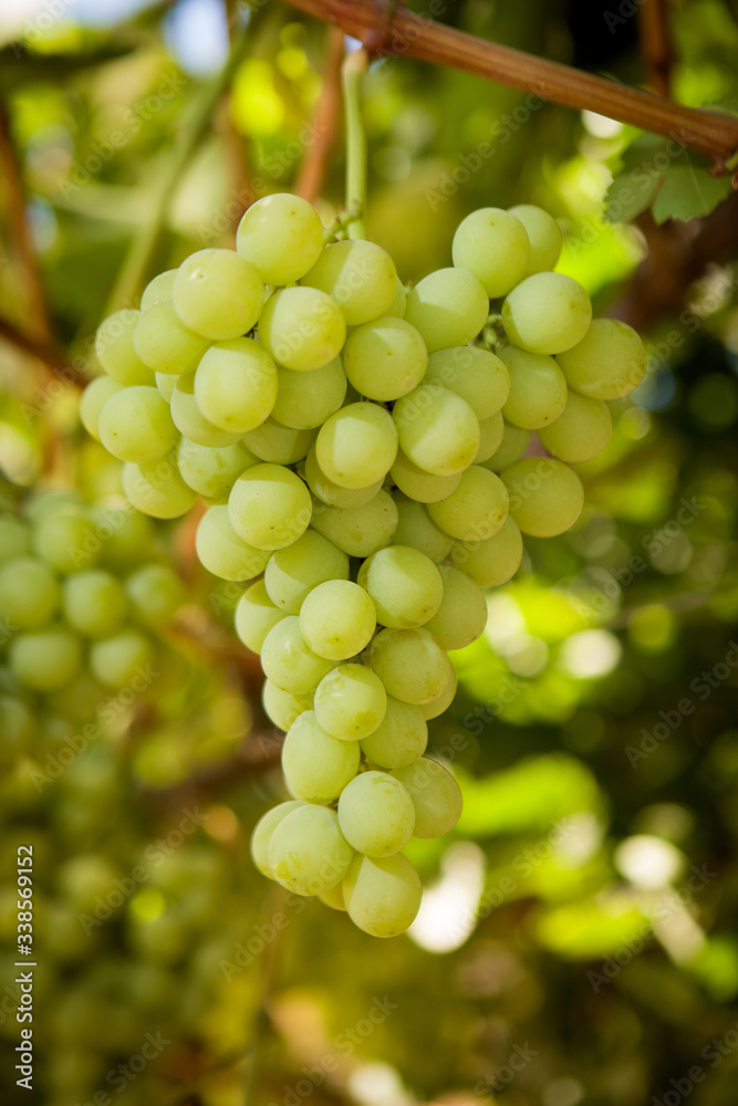 green table grape green table grape