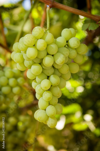 green table grape
