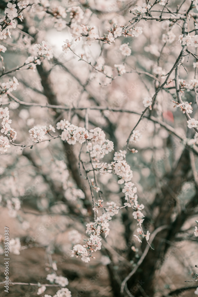 Blooming cherry sakura trees pink and white. Cherry blossoms. Denver city views during Spring time. Spring season. Beautiful bloom trees in park. Historical views. Pink and white petals on cherry tree
