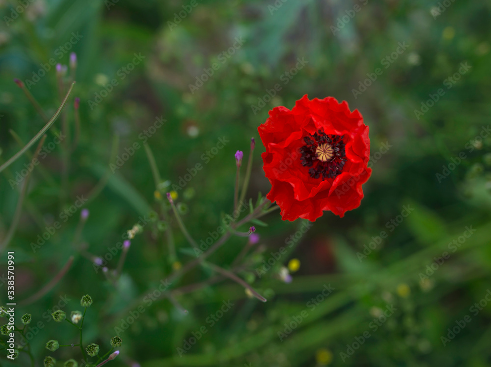 red poppy in the garden