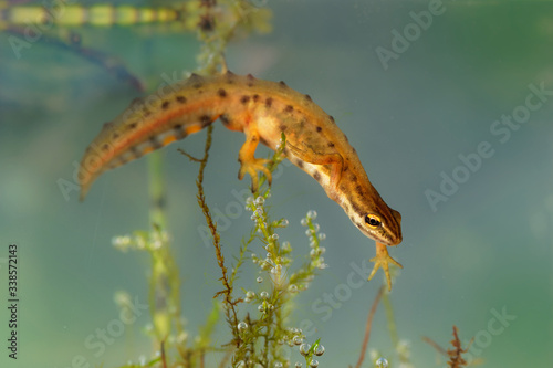Smooth Newt - Lissotriton vulgaris or Triturus vulgaris captured under water in the small lagoon photo