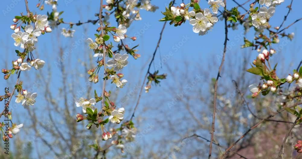 Branch with beautiful white Spring Cherry Flowers on Tree. Nature scene with flowering sakura on blossom background. Botanical bloom concept. Blooming backdrop Branch with beautiful white Spring Cherry Flowers on Tree. Nature scene with flowering sakura on blossom background. Botanical bloom concept. Blooming backdrop