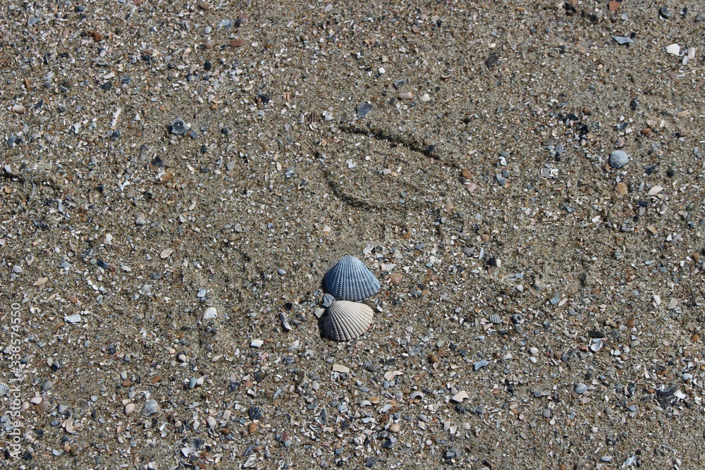 Two seashells Two seashells