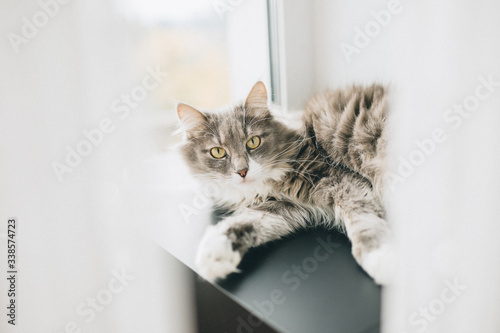 European shorthair grey cat lying on the windowsill