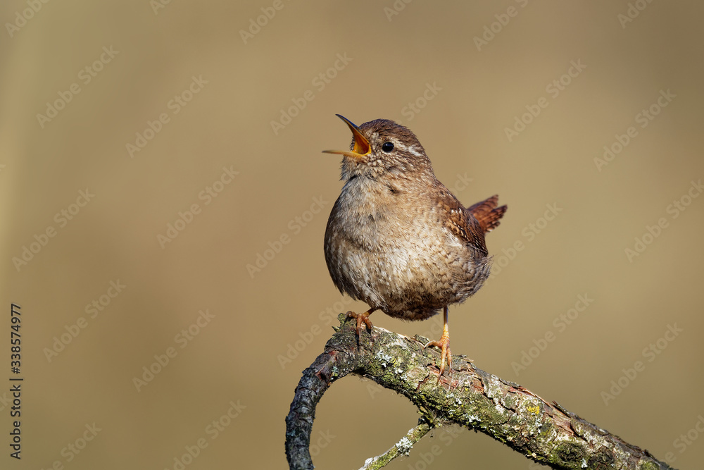 Fototapeta premium Eurasian Wren (Troglodytes troglodytes) singing on the branch, very small brown bird, the only member of the wren family Troglodytidae found in Eurasia and Africa (Maghreb)