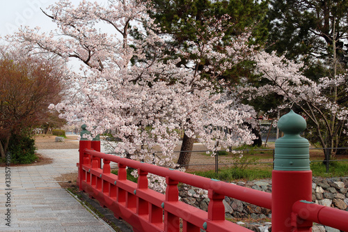 京都 宇治川の桜