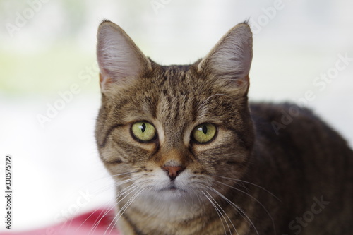 Europäische Kurzhaarkatze