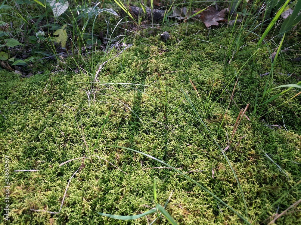 Obraz premium Green Grass and Moss