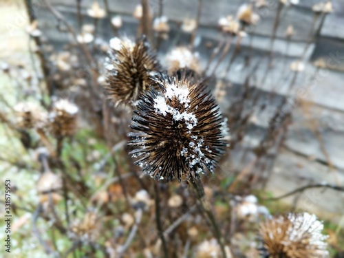 Cold Coneflower