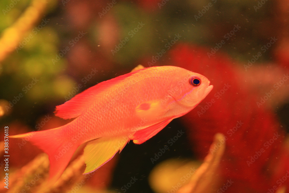 Close up shot of a Splendid perch Close up shot of a Splendid perch