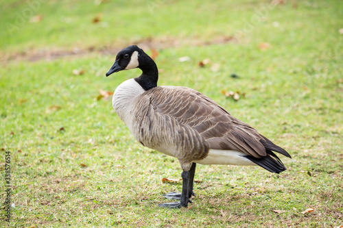 canada goose standing on the grass