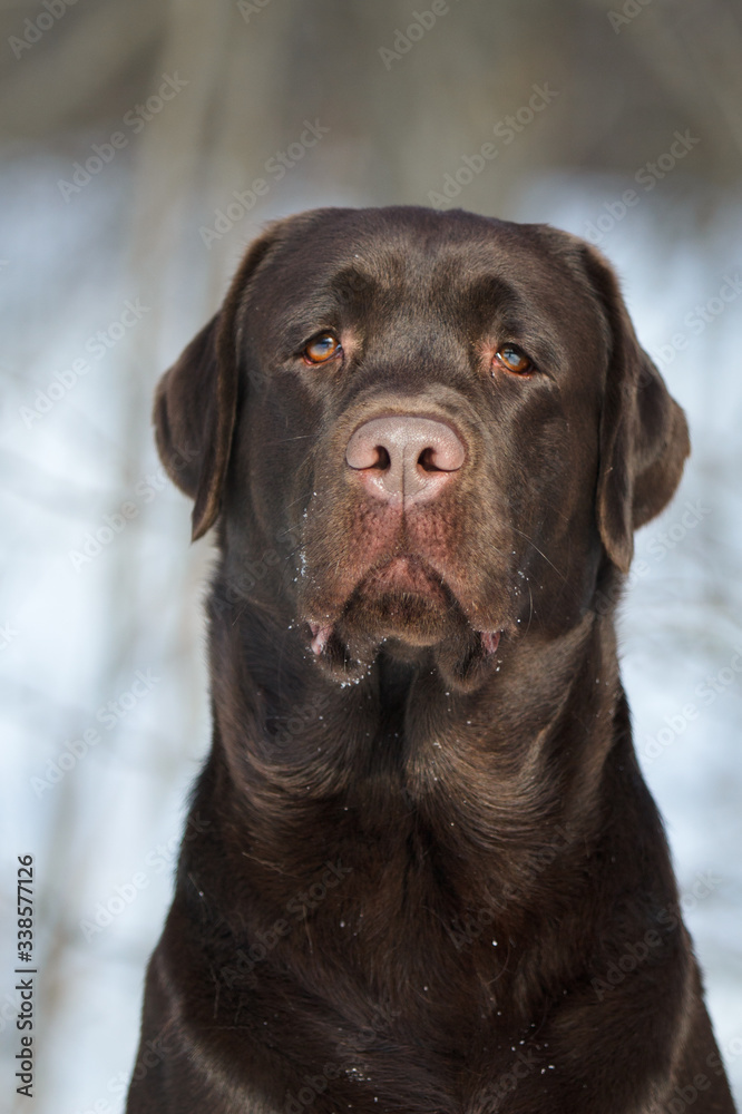 Dog labrador retriever chocolate in winter outdoor