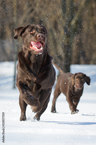 Dog labrador retriever chocolate in winter outdoor