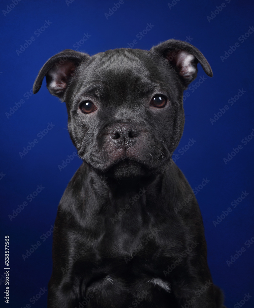 Cute puppy of english staffordshire bull terrier, closeup portrait
