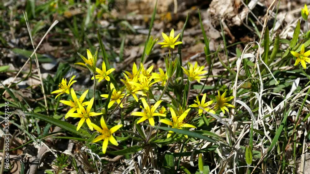 first yellow flowers, wind and flowers in spring, first yellow flowers, wind and flowers in spring,