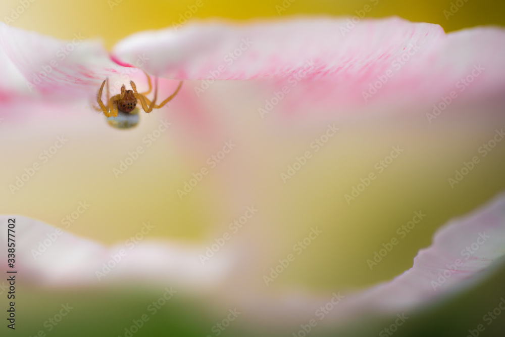 Spinne auf Tulpe