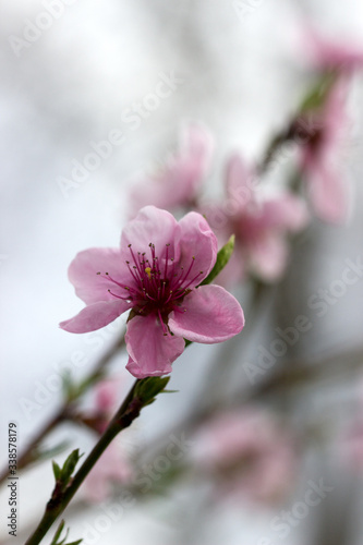 Branches of a blossoming peach against a cloudy sky.