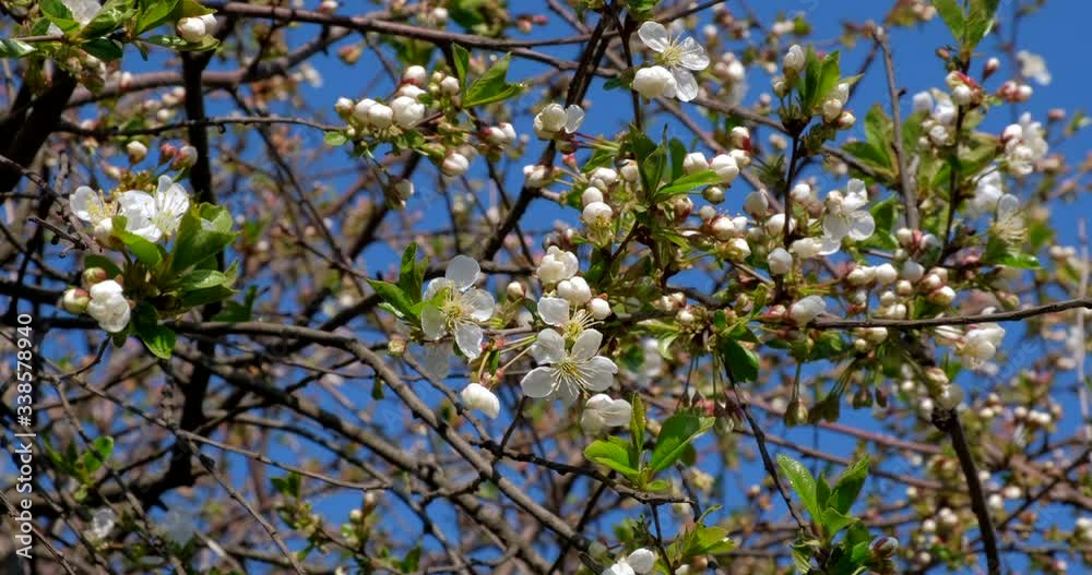 Branch with beautiful white Spring Cherry Flowers on Tree. Nature scene with flowering sakura on blossom background. Botanical bloom concept. Blooming backdrop Branch with beautiful white Spring Cherry Flowers on Tree. Nature scene with flowering sakura on blossom background. Botanical bloom concept. Blooming backdrop