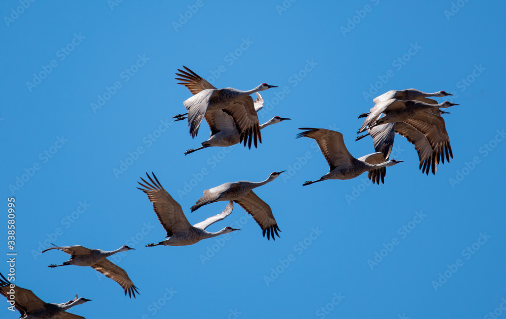 sandhill cranes in a flock flying against a deep blue sky near the Platte River in Nebraska sandhill cranes in a flock flying against a deep blue sky near the Platte River in Nebraska