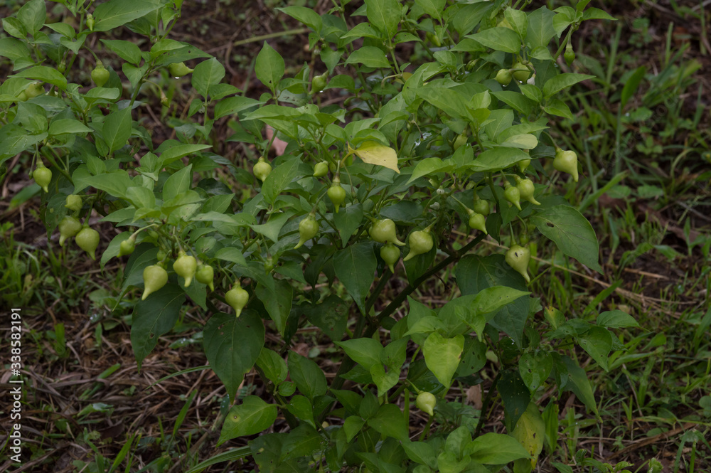 Obraz premium Pepper