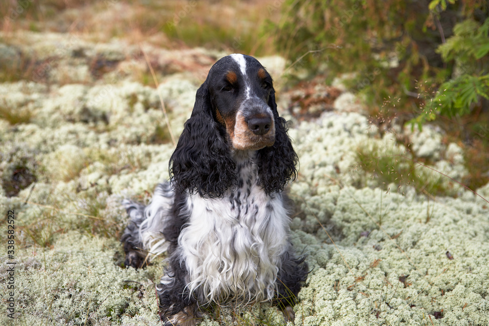 Summer. Wildlife. Portrait of an English cocker spaniel. Sitting on the moss. Color blue roan with tan. Girl. Age 4 years. Lake Ladoga.