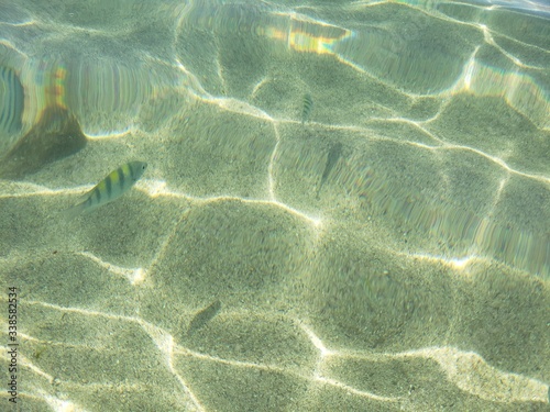   gua cristalina  peixe  amarelo  transparente  f  rias  natureza  