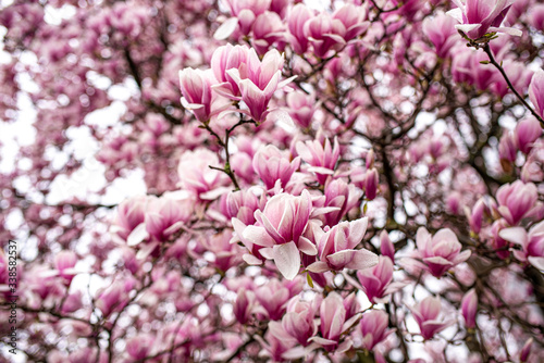 Magnolia trees in bloom © Rob Thomas