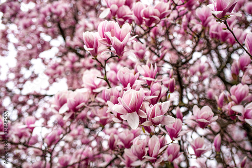 Magnolia trees in bloom