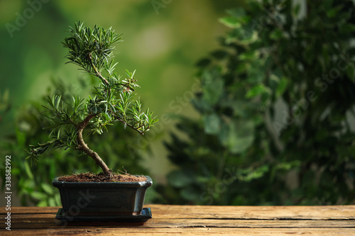 Japanese bonsai plant on wooden table, space for text. Creating zen atmosphere at home photo