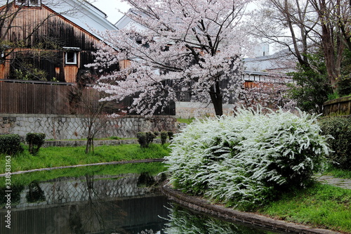 京都　伏見　桜と酒蔵 © funkysoulman