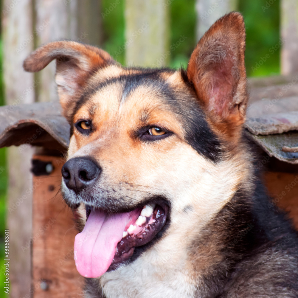 German shepherd on wooden doghouse background