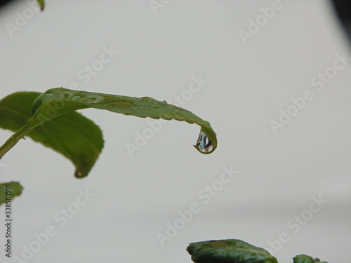 Wet leaf