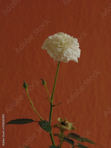 White rose