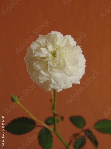 White rose