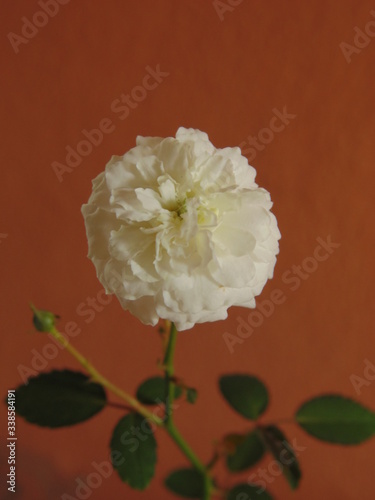 White rose